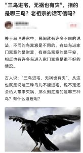 鸟入宅：传统寓意科学解析及和谐相处之道
