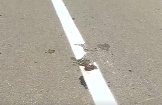 路上遇到死猫预示什么：死猫路上的征兆
