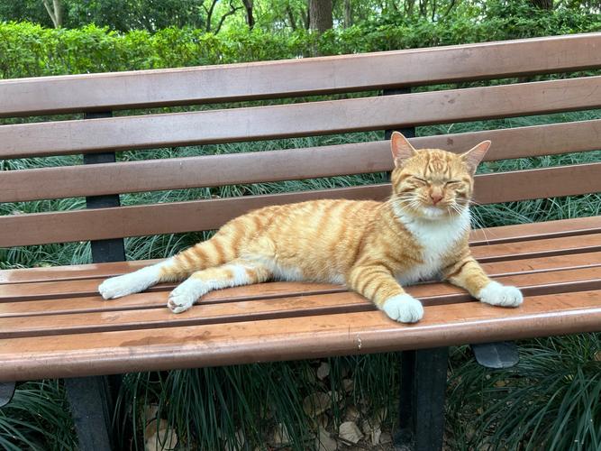 猫拦路预兆揭秘：应对策略与和谐共处之道
