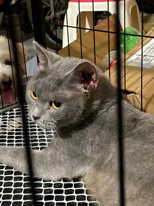 路遇死猫巧应对，心理调适妙招分享