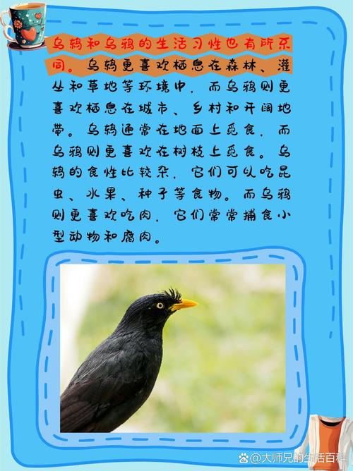 乌鸫叫声的吉凶之谜：探寻民间传说与文化密码
