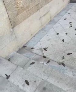 揭秘：小鸟死门口的预兆与文化含义