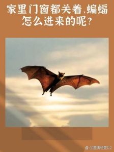 蝙蝠夜闯家：迷信揭秘与科学真相