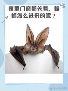 冬季蝙蝠入室真相：科学应对不恐慌