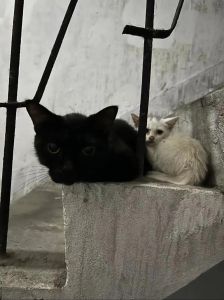 神秘夜邂逅：黑猫凝视背后的秘密