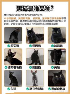 黑猫神秘寓意：招财驱邪，探寻传说与文化