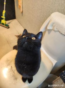 黑猫：传统寓意与神秘影响探秘